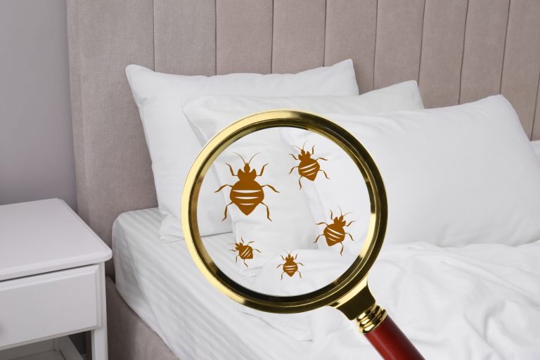 choisir le bon expert en désinsectisation de punaises de lit