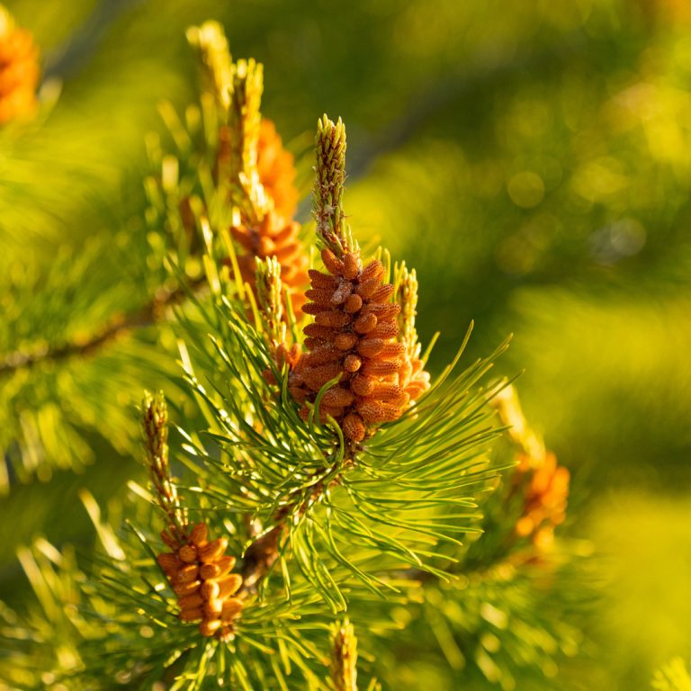 Pollen de Pin