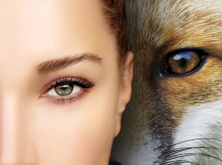 Fox Eyes