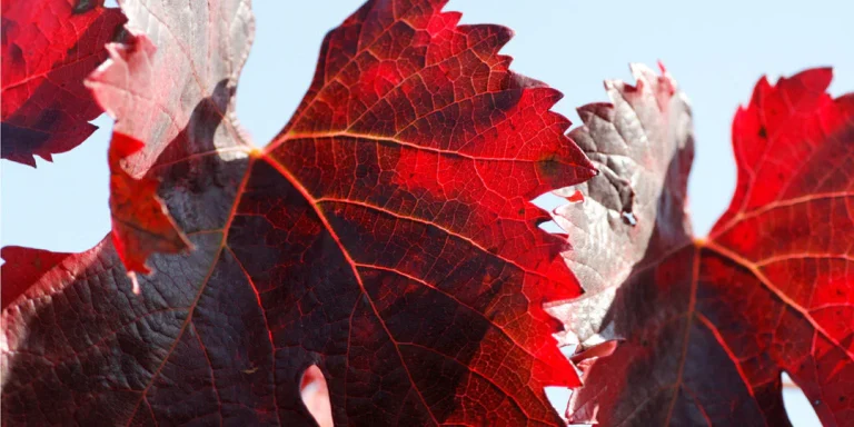 bienfait Vigne rouge
