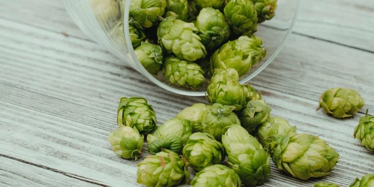 houblon-pour-menopause