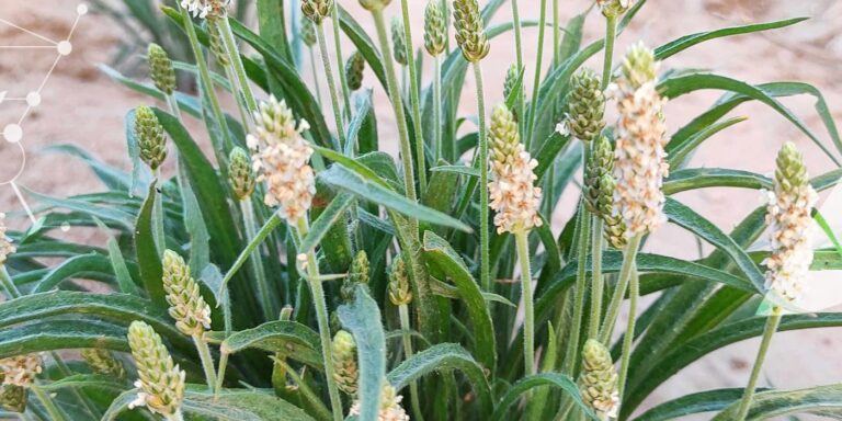 psyllium-blond-bienfaits-peau