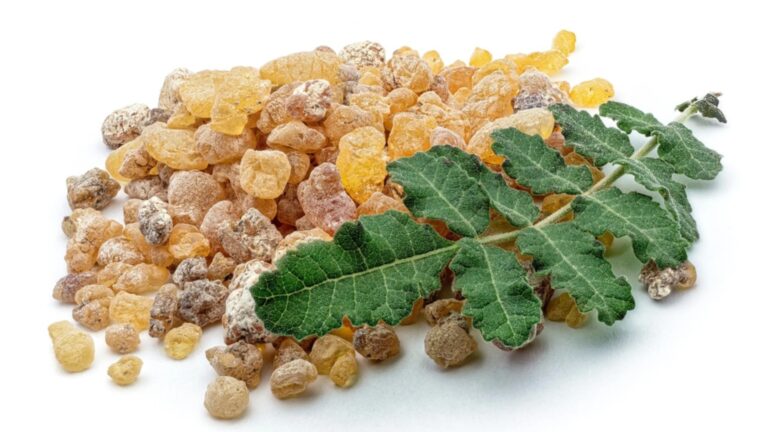 boswellia