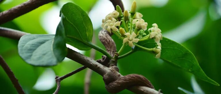 gymnema-sylvestre